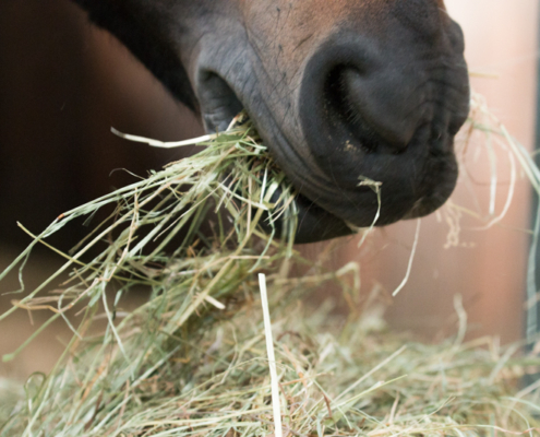 Paard eet hooi